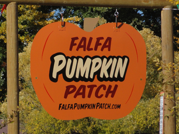 Falfa Pumpkin 1